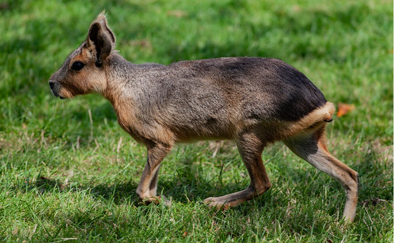 Patagonian mara