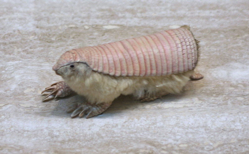 Pink Fairy Armadillo