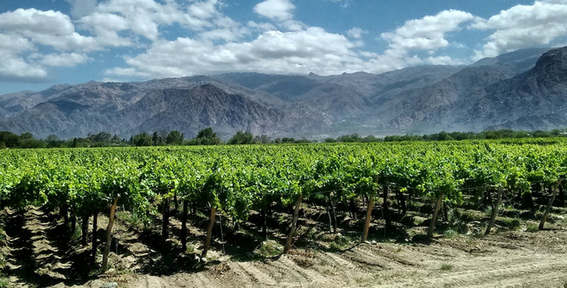 argentina wineyard