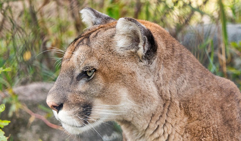 cougar